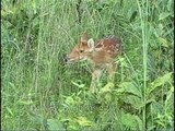 Baby chital lost in the forest, Kanha!