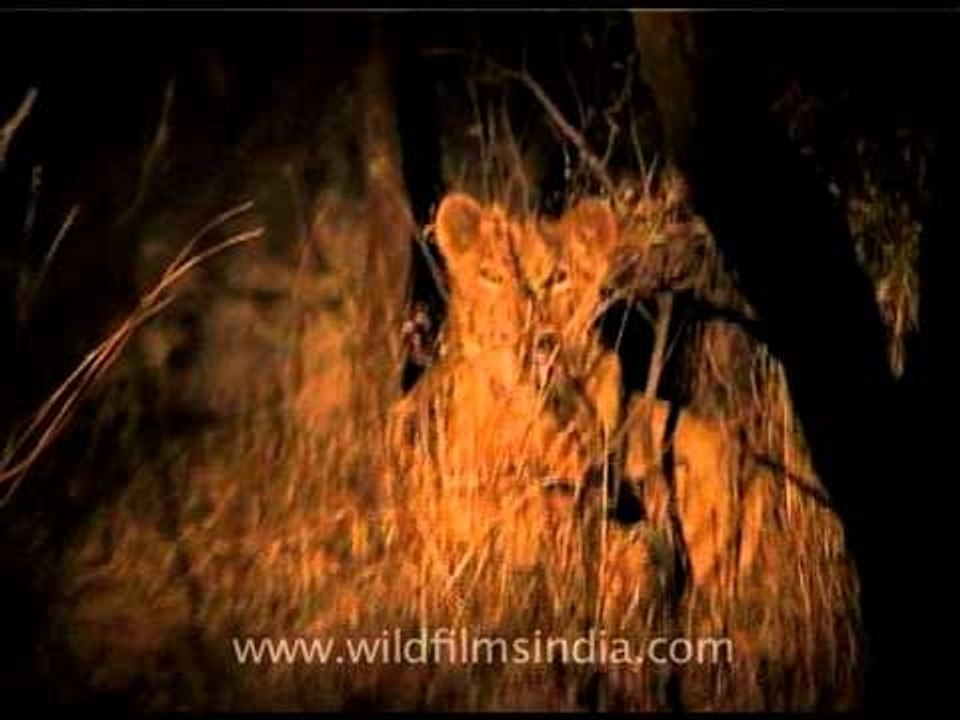 Lion encounter at night!