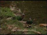 Pair of Emerald Doves