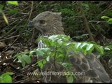 Birds of Corbett: Crested Hawk Eagle, Pallas' Fishing Eagle and Kalij Pheasant