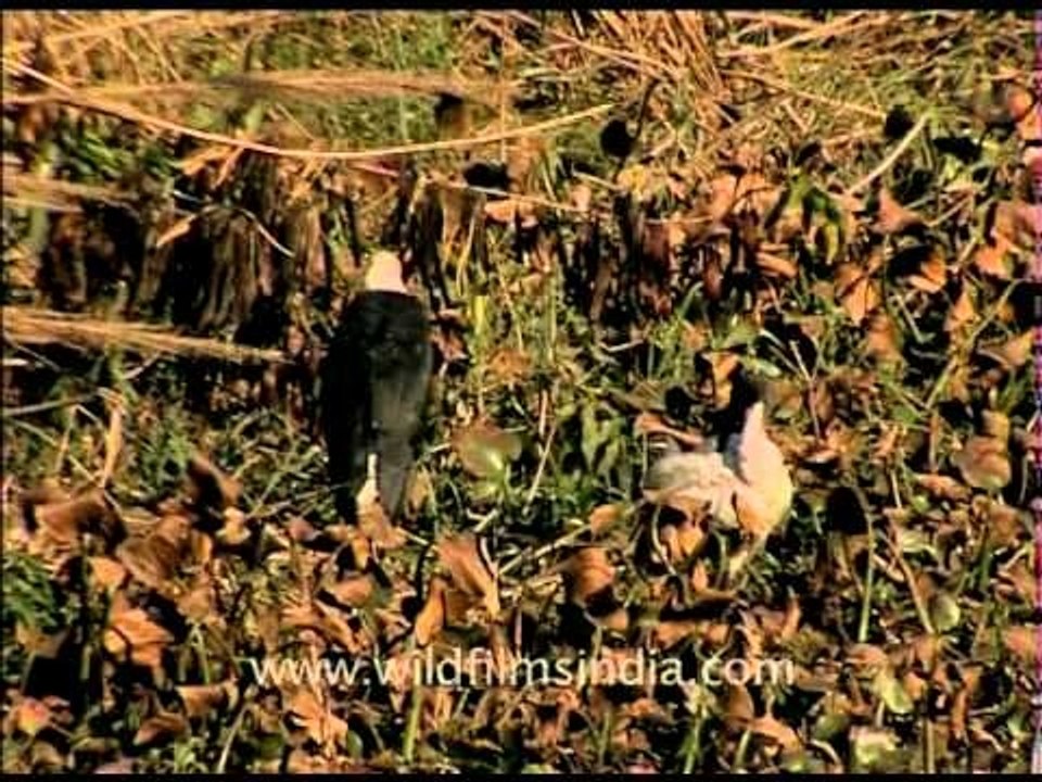 Long necked and long beaked birds of the wild