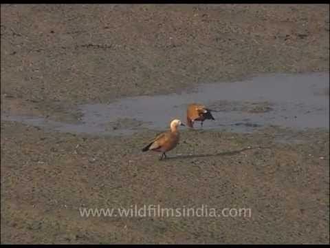 Pair of Brahminy Ducks scooping up molluscs in shallow water