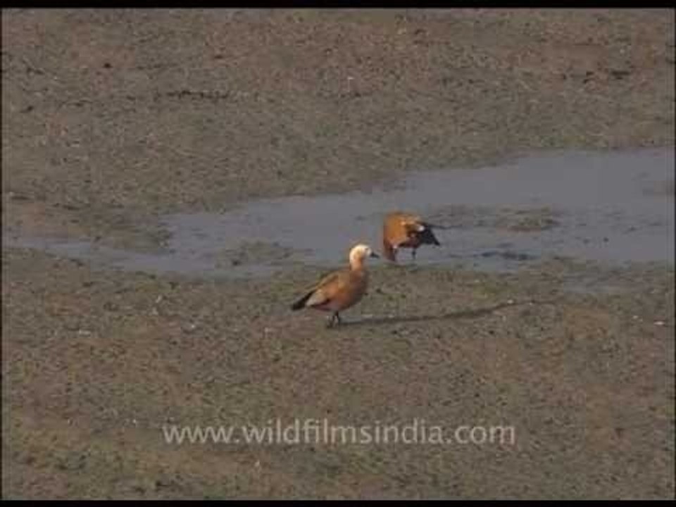 Pair of Brahminy Ducks scooping up molluscs in shallow water