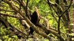 Pallas' Fish Eagle sitting on a tree and squealing away
