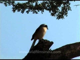 Bay-backed Shrike in a grassland