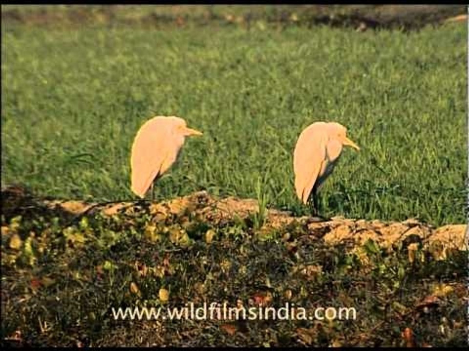 Cattle Egret (Bubulcus ibis)