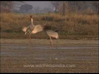 Fantastic Sarus courtship display!
