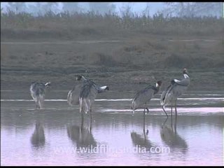 A sedge of sarus cranes!
