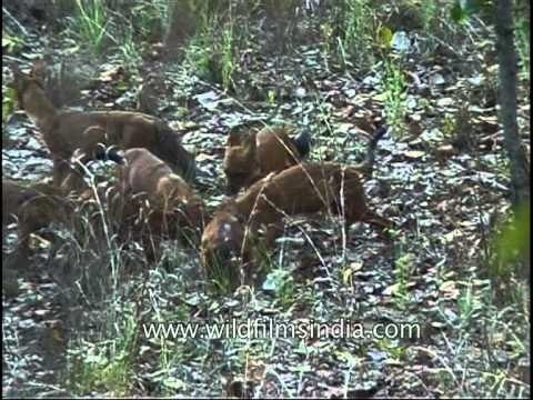 Together these Wild dogs can finish an Elephant - Dhole pack!