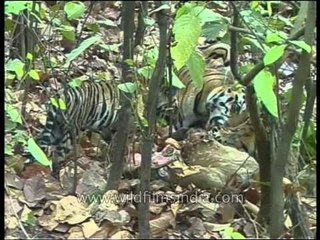 Reducing a deer to bones - Tigers in India