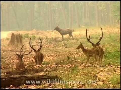 Chital or Spotted deer seem relaxed and don't anticipate a tiger's visit