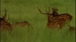 Chital or Spotted Deer in a northern Indian grassland