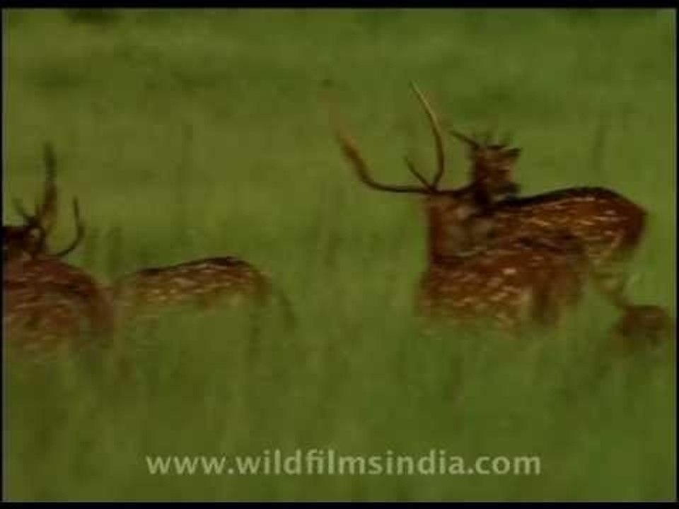 Chital or Spotted Deer in a northern Indian grassland