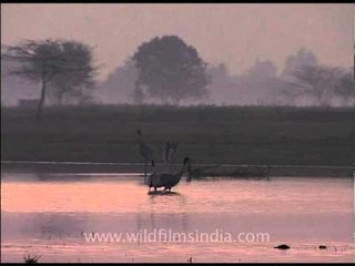 Night life of the Sarus crane!!