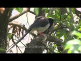 Carnivorous Red-billed Blue Magpie eating a young chick!