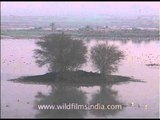 North Indian wetland with waterfowl!