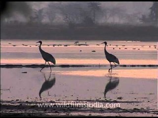 Sarus Crane couple together on a mellow evening in the wetland!