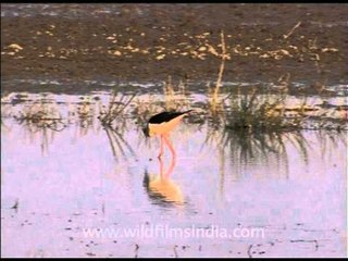 Birds trawling in wetlands...