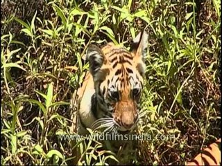 Close encounter with a tigress and her cubs in India's wilds!