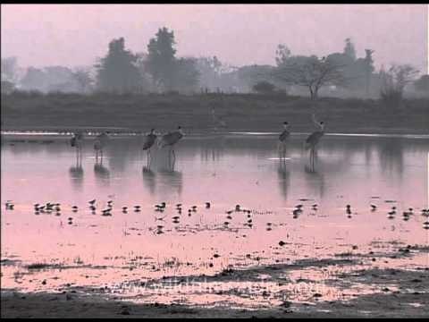 Sarus cranes in wetlands