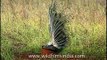 Peacock spreading his feathers wide, Kanha