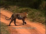 Tiger crossing a safari off-road trail in Kanha Park!