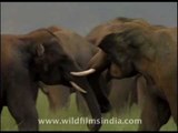 Clash of ivory: Elephants slug it out with their trunks!