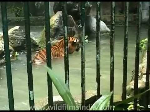 Poor caged tiger in Malaysian zoo