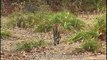 Tiger preying on Spotted deer in Kanha Park!