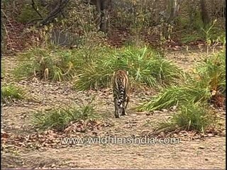Tiger preying on Spotted deer in Kanha Park!