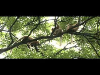 Golden Langurs in the middle of the Brahmaputra???