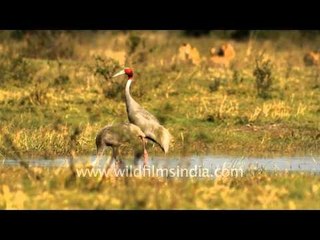 Sarus Cranes trumpeting gloriously