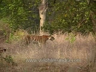 Tiger lopes through central Indian grassland, as deer issue alarm calls