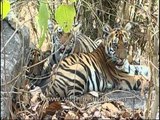 Tigers breathing extremely fast, Kanha!