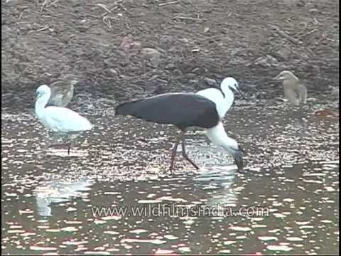 Woolly necked Stork and Adjutant hanging out...