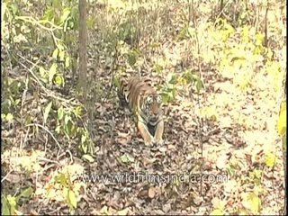 A lone tiger at peace in Kanha Park!