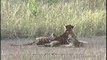 Tigers and deer are frenemies in Kanha park, India