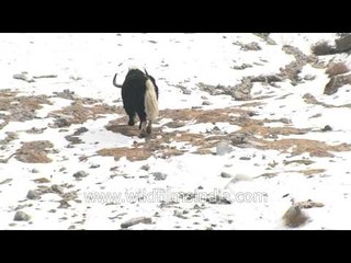 The Yaks on a sunny day in Ladakh