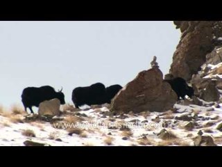 The Yak kingdom - Ladakh!!