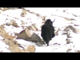 Fun time for Yaks in Ladakh!