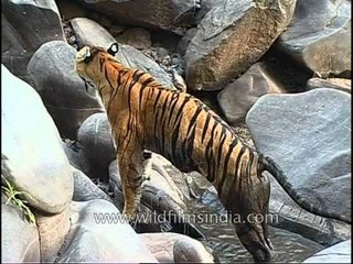 Summer makes me lazy - Tiger in Kanha!!