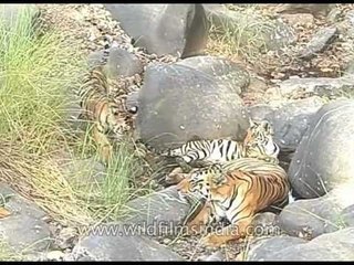 Tigers cool off in a little forested pool!