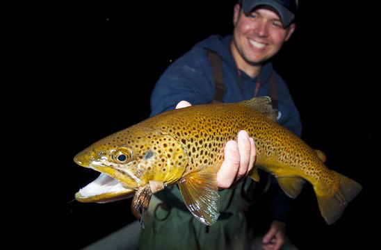 Hook Shots: Mousing Nighttime Browns