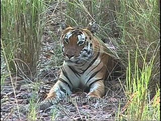 Sleepy Tiger poses for the camera, Kanha!!
