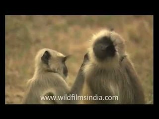 Langurs de-ticking each other, human-style!