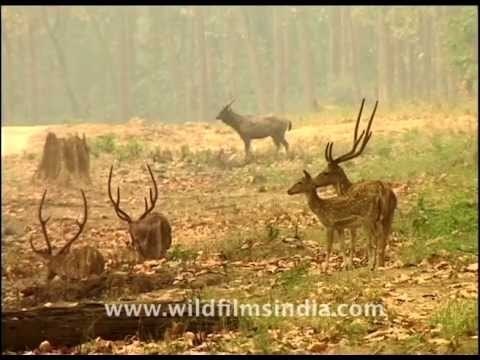 Chital or Axis deer at forest edge