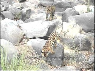 The heat is harsh for the Tigers, Kanha!!