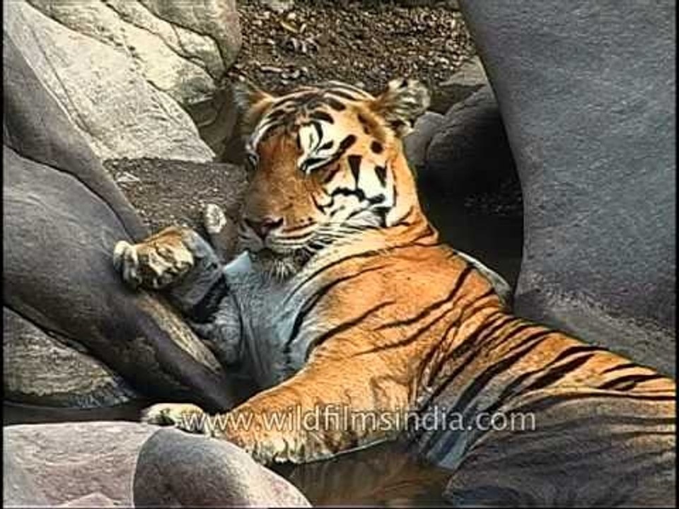 sleepy-head tiger nods off while lazing in a su...