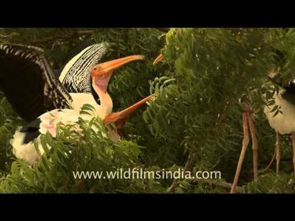 Painted storks spread wings!