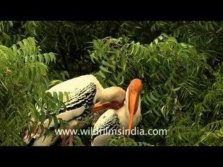 Painted storks flapping its wings!